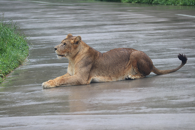 上海野生動(dòng)物園