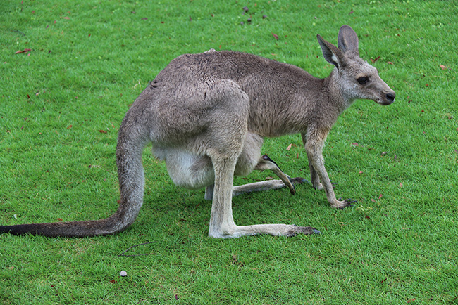 上海野生動(dòng)物園袋鼠 大為B超機(jī)廠家