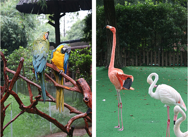 上海野生動(dòng)物園鸚鵡 便攜式彩超機(jī)