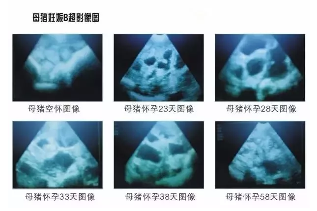 獸用B超機母豬懷孕檢測圖