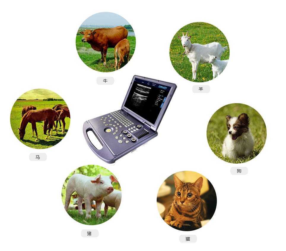 MU15筆記本式獸用彩超機